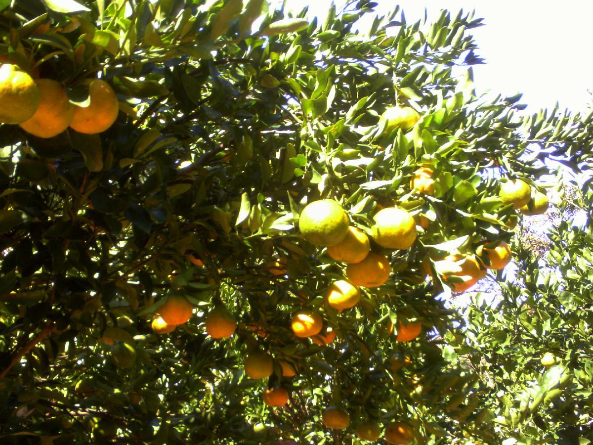 Sitio Da Cachoeirinha Paraju Domingos Martins Floriano Simmer エクステリア 写真